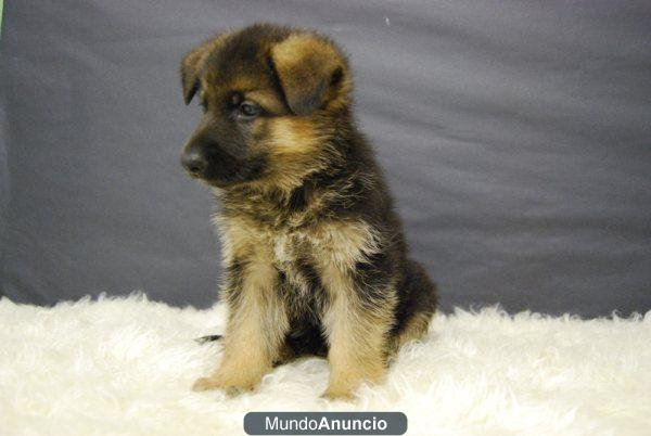 cachorritos de Pastor aleman,con pedigre PRECIOSOS