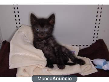 Gatito Negro