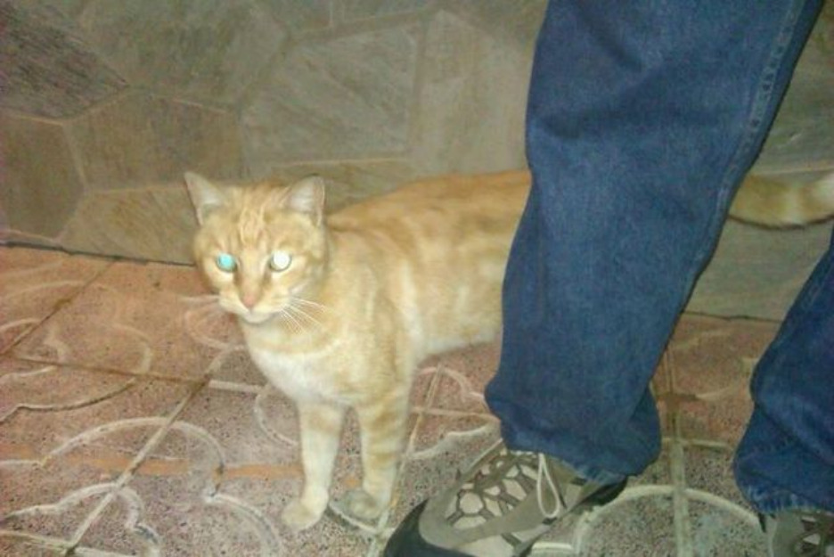 Gato.canelo, rescatado de la calle en adopción,toledo-madridd