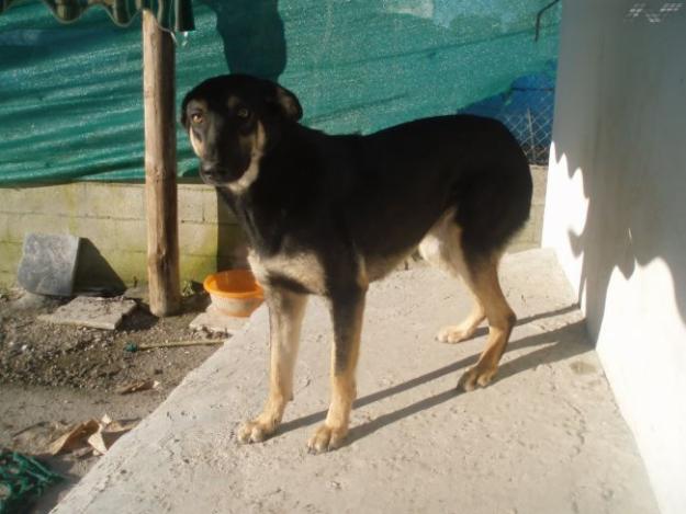 Lana,perrita en adopcion URGENTE!cordoba