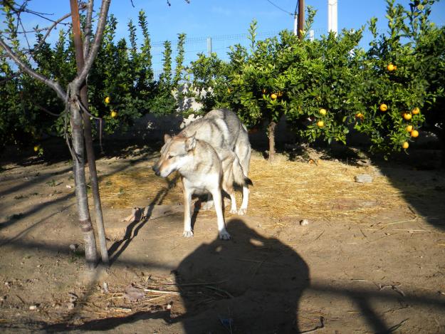 Perro lobo checoslovaco