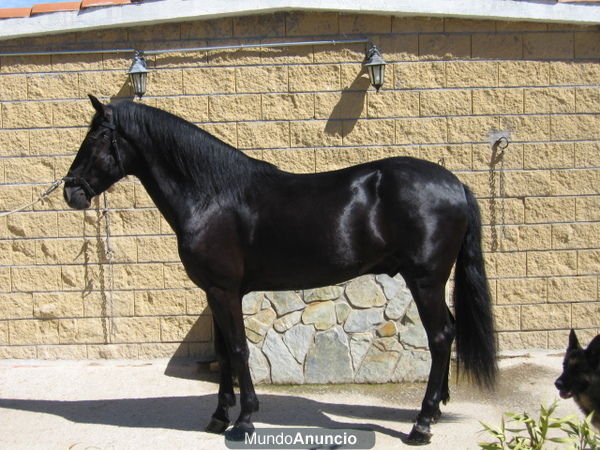 Precios lusitano negro