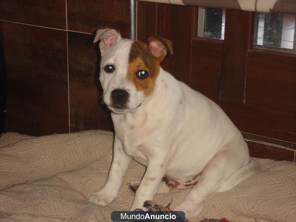 Stafforshire Bull Terrier