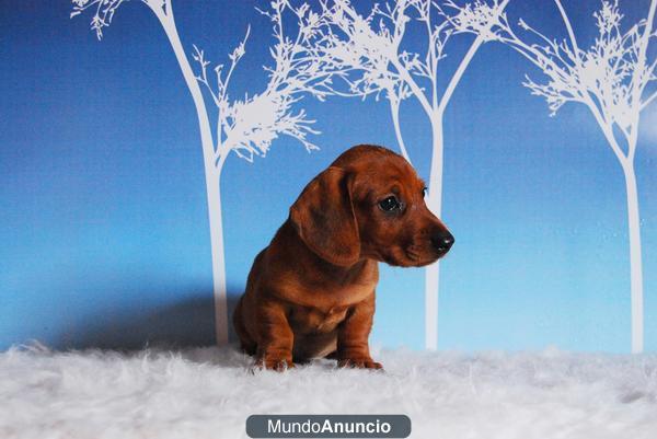 Teckel Miniatura cachorros disponibles