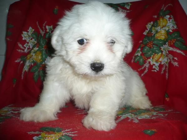 BICHON MALTES ( una monada )