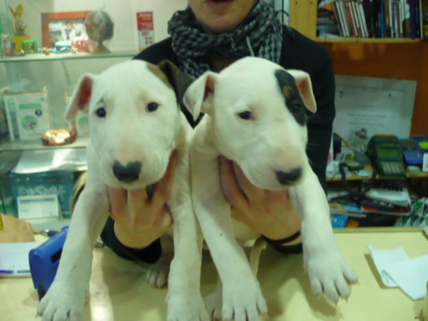 bullterrier todos los colores