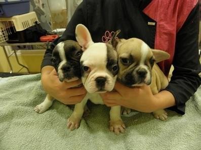 CACHORROS DE BULLDOG FRANCES