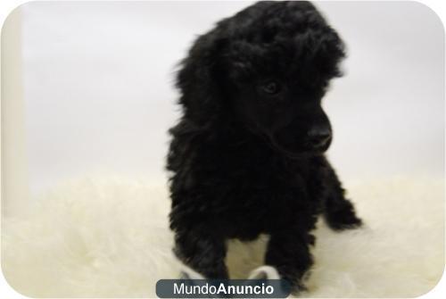 Cachorros de caniche de toy, excelente calidad