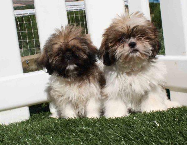 Espectacualres  Shih-tzu Garantias