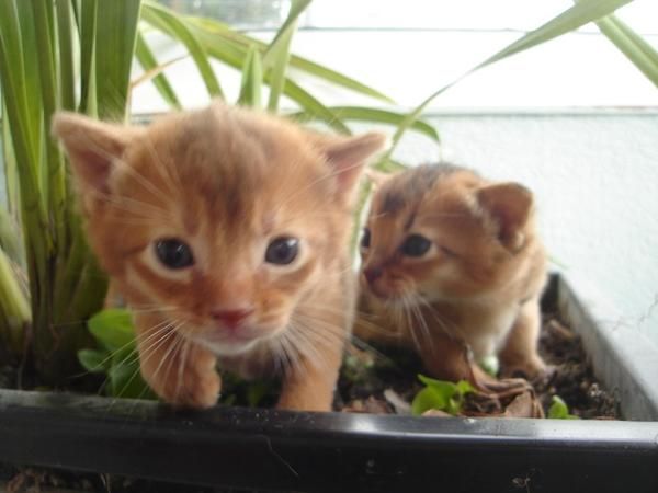 GATOS DE RAZA  ABISINIOS  AZUL RUSO  BOSQUE DE NORUEGA  BURMES  BURMILLA  BRITISCH SHORTAIR  EXOTICO  MAINE COON