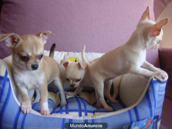 miniaturas de chihuahuas