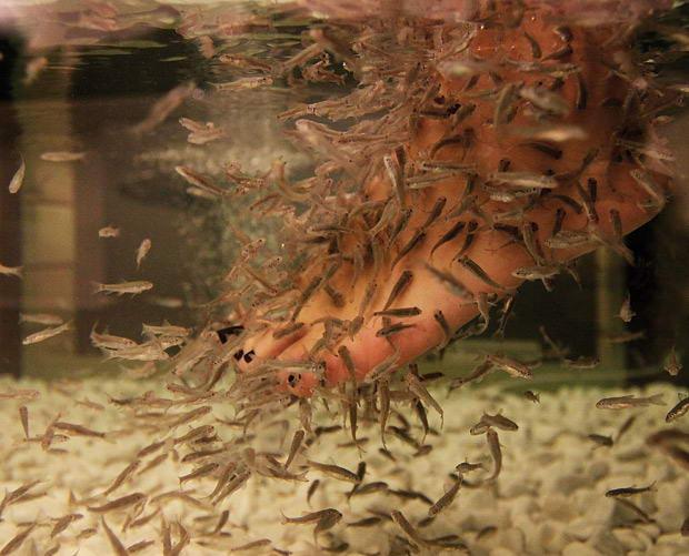 Peces garra rrufa (Doctor Fish)