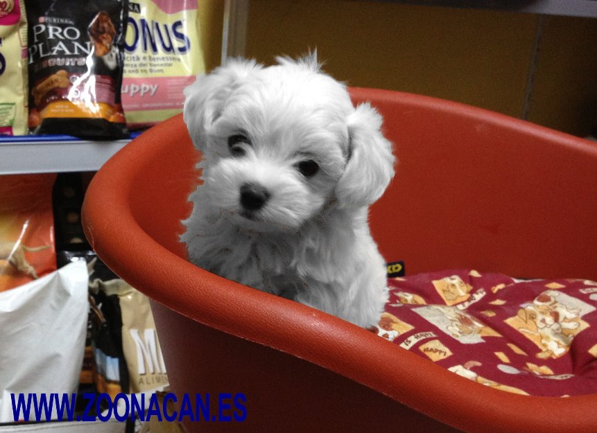 Preciosos cachorros de bichon maltes