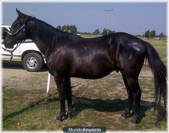 Quarter Horse NEGRO Gelding Foundation, Dique 2 veces campeón del Mundo