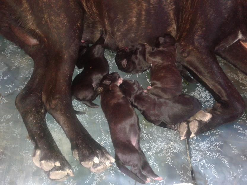 Se venden cachorros cane corso