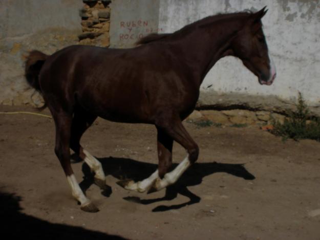 VENDO CABALLO ANGLO ARABE ALAZAN CARETO CUATRALBO.HIJO DE IOD`POM Y UNA CONDESA AGUILAR