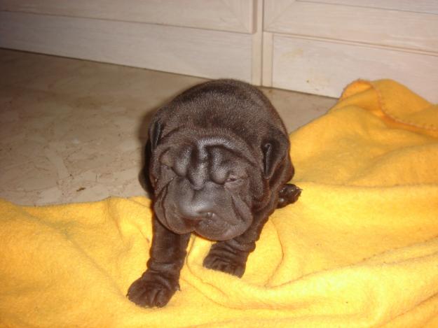 Vendo cachorrito Shar pei