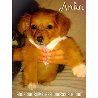 Adoptar a Anka. Perra bebé en adopción