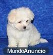 Bichon maltes cachorro a persona seria  !