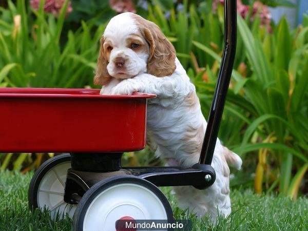 Busco cachorro cocker spanier