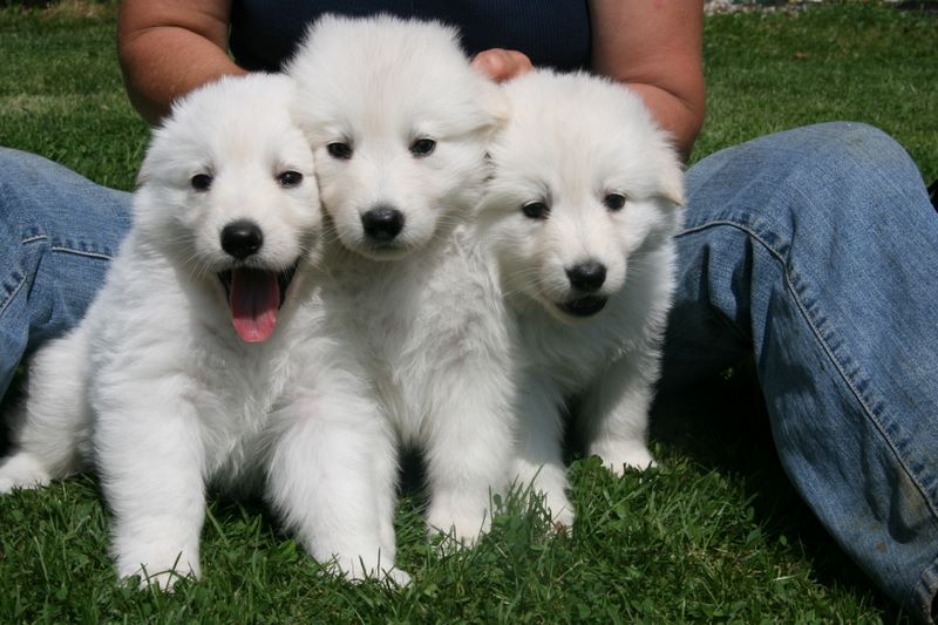 Cachorros Disponibles Pastor Blanco Suizo