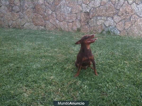 CACHORROS PINCHER CHOCOLATE FUEGO