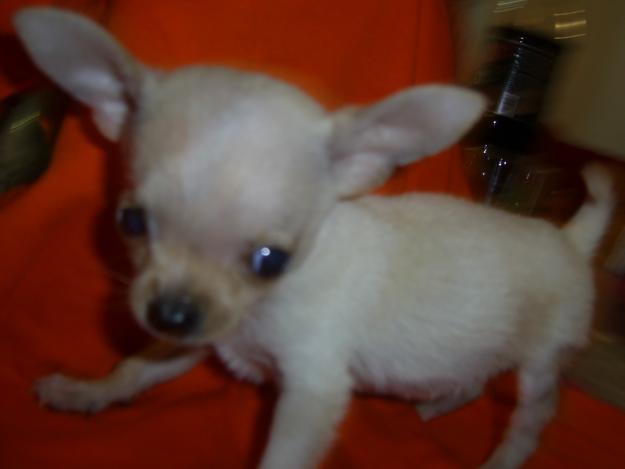 precioso chihuahua toy con loe