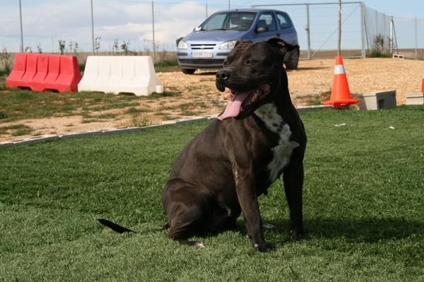 quiero dar a mi pitbull de 6 aÃ±os, alguien lo quiere?en madrdi