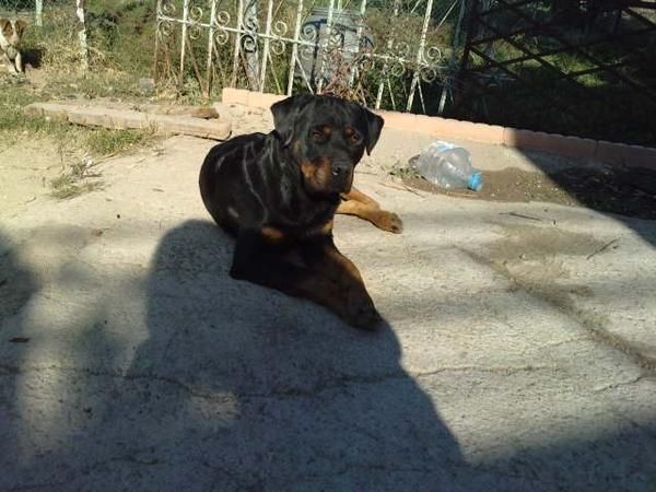 rottweiler para monta