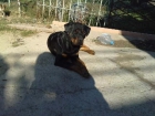 rottweiler para monta - mejor precio | unprecio.es