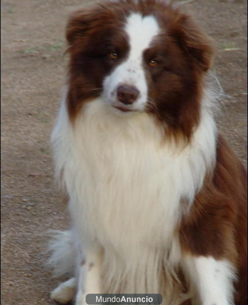 vendo cachorros de border coli con breton