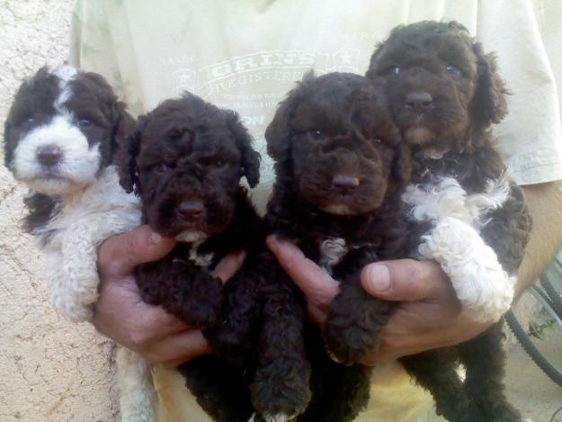 vendo camada de perros de agua color chocolate  y chcocolate con blanco