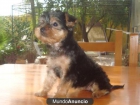 Yorkshire terrier - mejor precio | unprecio.es