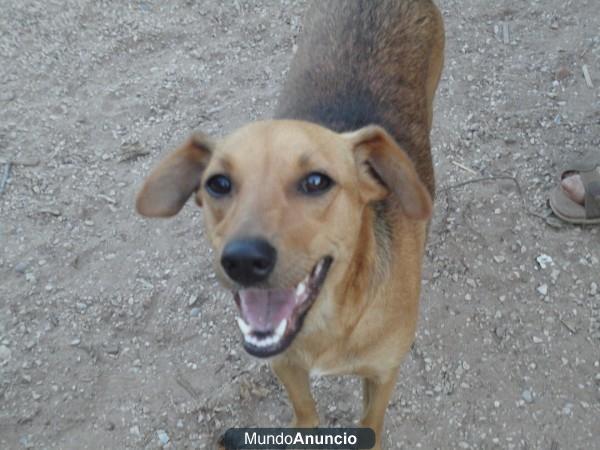 Perrita adulta de tamaño pequeño en adopción