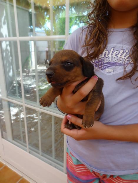 Cachorros teckel estandar pelo corto.