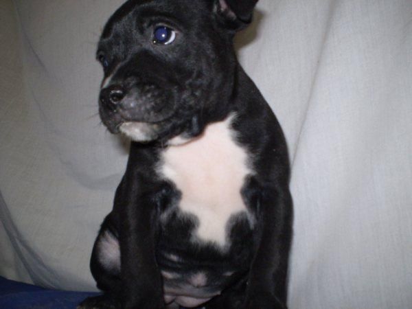 camada de stafforshire bullterrier, cachorretes con dos meses, alta calidad