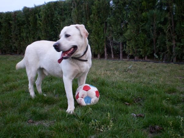 LABRADOR RETRIEVER PURA RAZAA IMPRESIONANTES