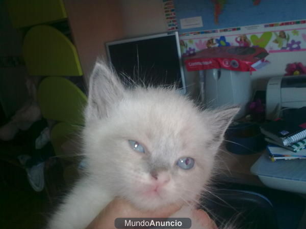 se venden crias de padre maine coon