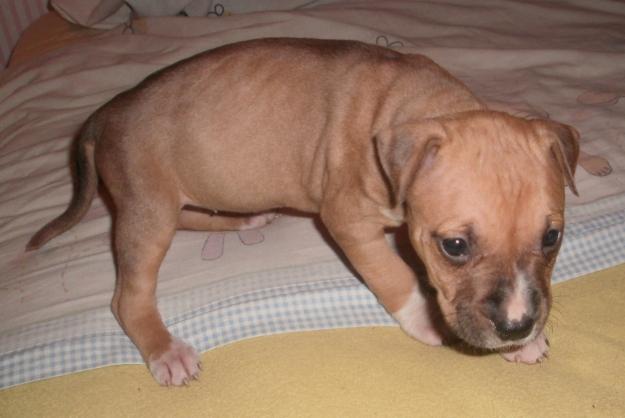 American Stafford,cachorros fuertes y anchos,pedigrí