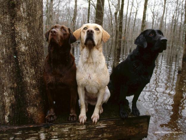 CACHORROS DE LABADOR NEGROS Y CHOCOLATES