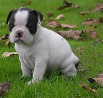 Exepcionales cachorritos de Bulldog Frances. Puede financiarlos.