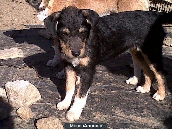 LLUNA, cachorrita de 6 meses que busca casa