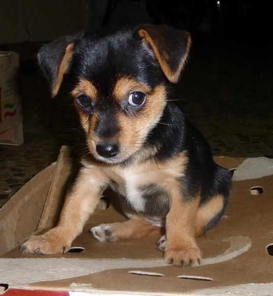 Perrita de 2 meses (agosto) cruce yorkshire