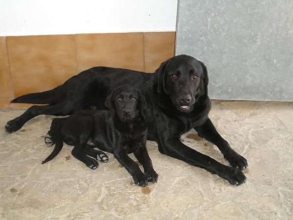 Vendo cachorros Labrador Retriever de 3 meses 150euros