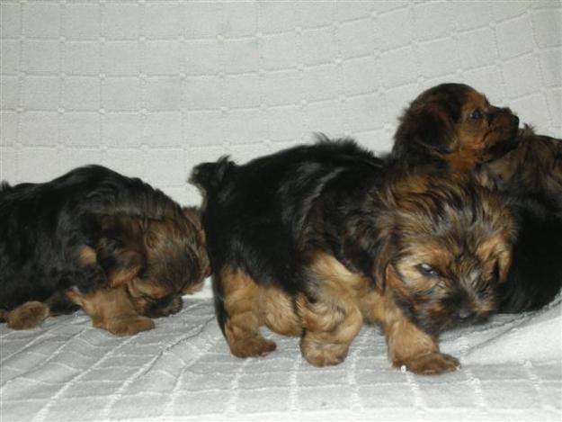 VENDO PRECIOSOS CACHORROS YORKSHIRE