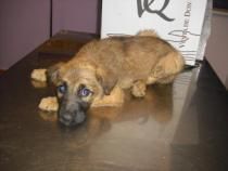 ---  ADOPTA A   MOMO- CACHORRO 3 MESES