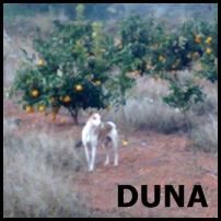 ADOPTA A DUNA