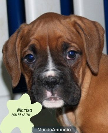 Boxer,excelentes cachorros a buen precio