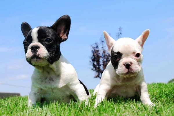 Bulldog francés, cachorros de primera