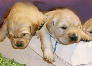 CACHORROS GOLDEN RETRIEVER 200 EUROS